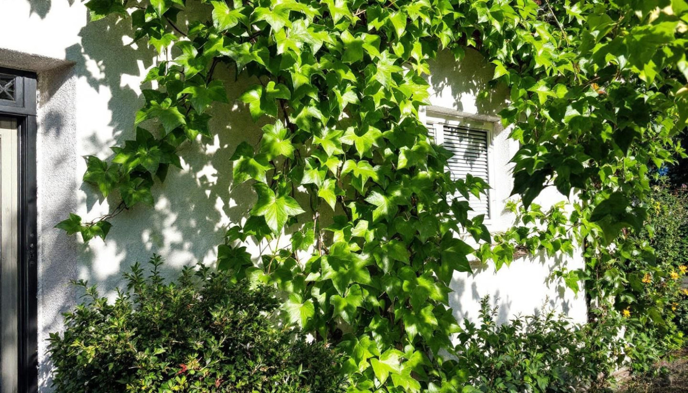 Comment utiliser les plantes grimpantes pour optimiser l'isolation thermique ?